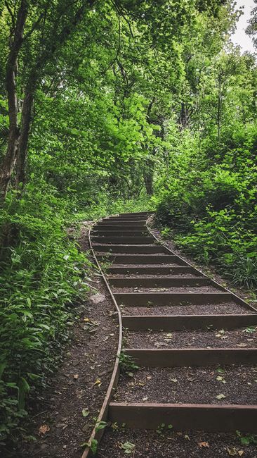A narrow outdoor pathway featuring wooden steps embedded into the earth and bordered by a delicate metal railing on one side, winding through a lush, green forest with dense foliage and tall trees overhead. The platform of the steps appears weathered and slightly uneven, with dark soil visibly surrounding the steps. Bright natural light filters through the canopy, illuminating the vibrant leaves. This setting depicts a peaceful woodland area, potentially used for hiking or nature walks, and is unrelated directly to house removals or moving services, but represents an outdoor transport or access pathway. The image is in line with natural surroundings near residential or urban environments in Tottenham Green, suitable for illustrating logistical considerations such as outdoor access points during home relocation.