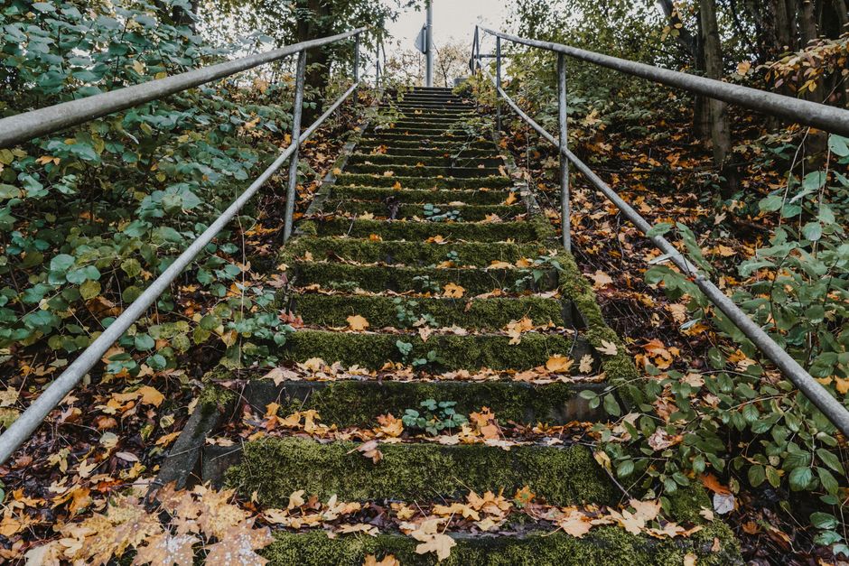 A narrow outdoor pathway featuring wooden steps embedded into the earth and bordered by a delicate metal railing on one side, winding through a lush, green forest with dense foliage and tall trees overhead. The platform of the steps appears weathered and slightly uneven, with dark soil visibly surrounding the steps. Bright natural light filters through the canopy, illuminating the vibrant leaves. This setting depicts a peaceful woodland area, potentially used for hiking or nature walks, and is unrelated directly to house removals or moving services, but represents an outdoor transport or access pathway. The image is in line with natural surroundings near residential or urban environments in Tottenham Green, suitable for illustrating logistical considerations such as outdoor access points during home relocation.